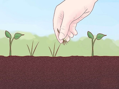 Cách trồng bí ngòi sạch cực dễ dàng tại nhà