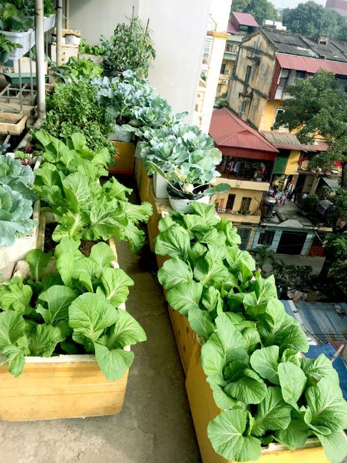 Chồng ngộ độc vì ăn rau sạch siêu thị, 8X xinh đẹp quyết tâm tự trồng rau sạch tại nhà