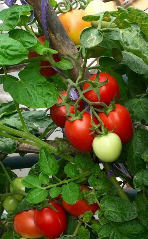 Chồng ngộ độc vì ăn rau sạch siêu thị, 8X xinh đẹp quyết tâm tự trồng rau sạch tại nhà