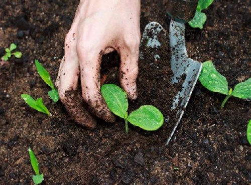 Sử dụng đất trồng rau sạch để đảm bảo an toàn sức khỏe