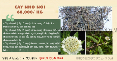 Cây Nhọ Nồi khô