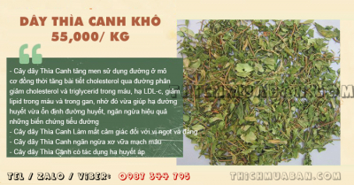 Cây Dây Thìa Canh khô