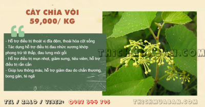 Cây Chìa Vôi Khô