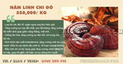 Nấm Linh Chi đỏ