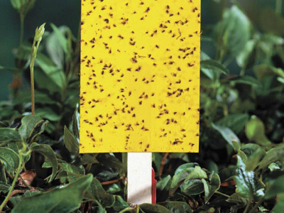 Vườn rau xanh hạn chế sâu bọ nhờ dùng bẫy côn trùng màu vàng