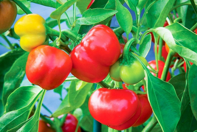 Chế biến món ngon từ ớt chuông - Thực phẩm giàu vitamin