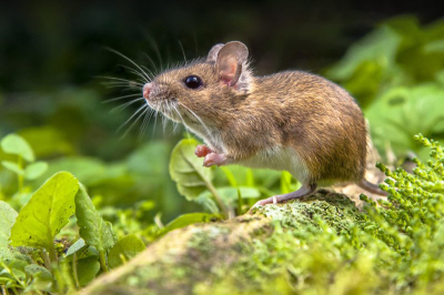Những cách xua đuổi chuột phá vườn rau vĩnh viễn theo dân gian, hiệu quả nhất