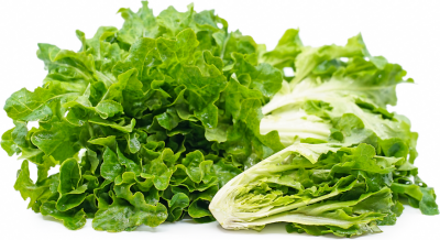 Xà Lách Oakleaf Xanh (Lá Sồi) Đà Lạt